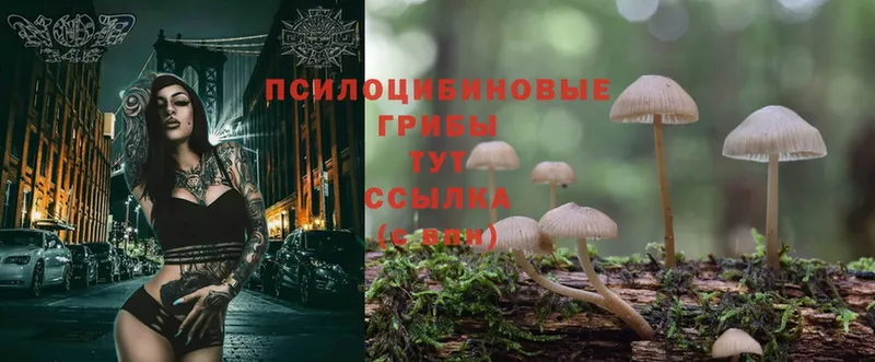 Галлюциногенные грибы MAGIC MUSHROOMS  где найти   маркетплейс клад  Грязовец 